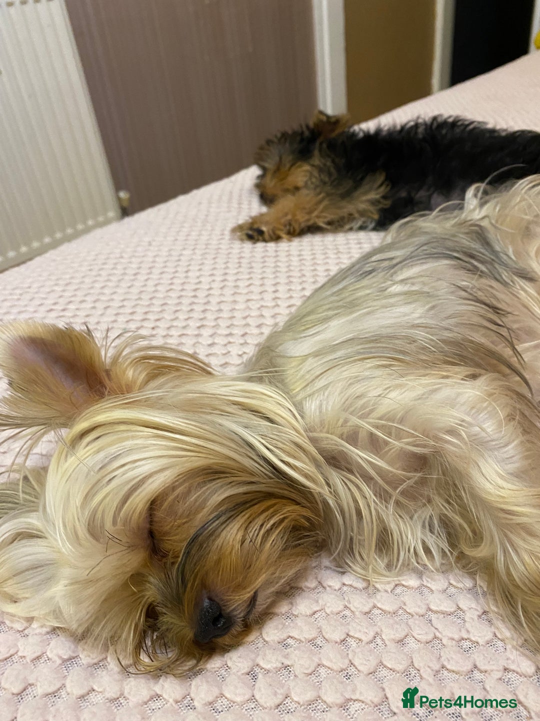 Yorkshire Terrier dogs for sale: Yorkshire terrier mini 1 female 3 male puppies  - Image 2