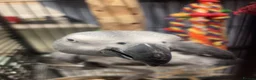 Parrots birds for sale: African grey in Nottingham - Advert 3