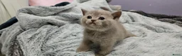 British Shorthair cats for sale: British short hair kittens  - Advert 18