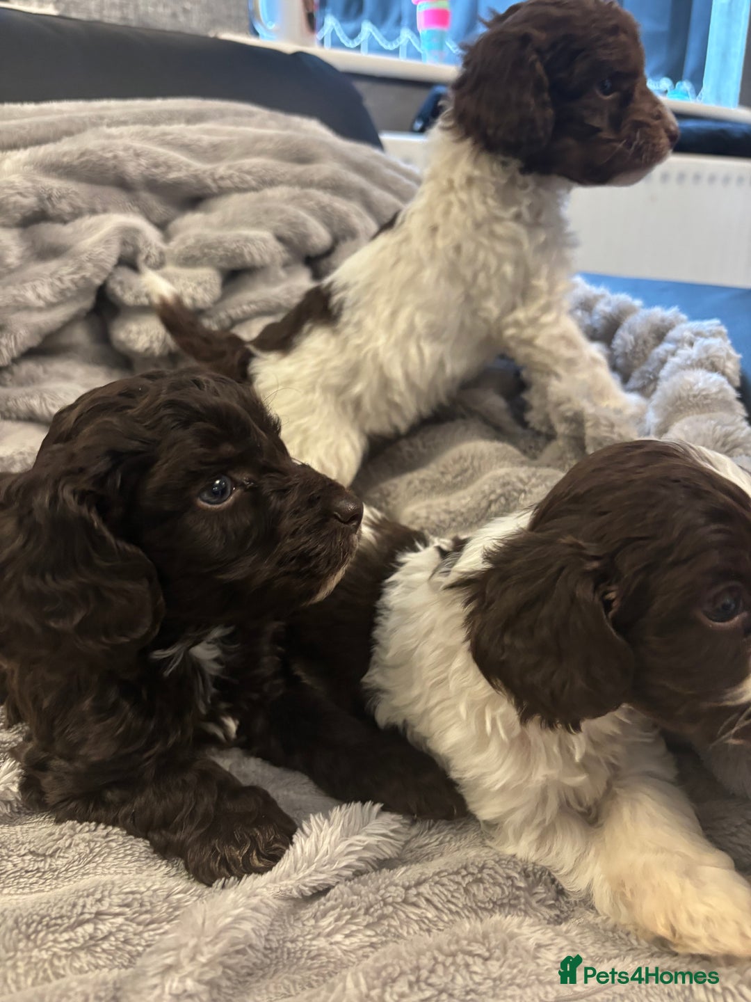 Cockapoo dogs for sale: 2 male cockapoo puppies  - Image 14