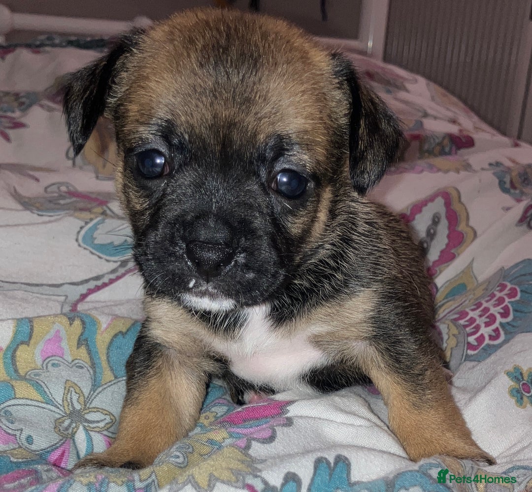 Mixed Breed dogs for sale: Beautiful French Bulldog x Pomchi Pups - Advert 13