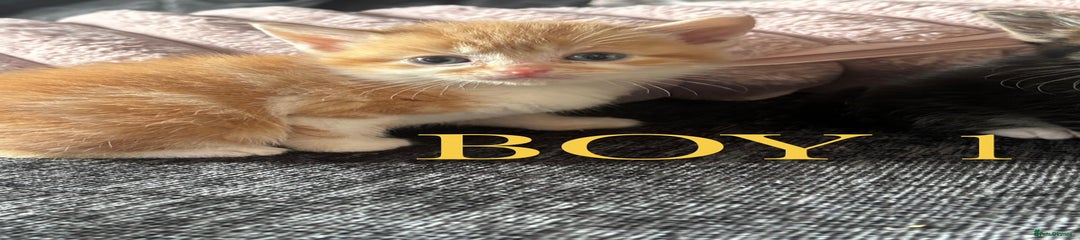 Domestic Shorthair Kitten 1