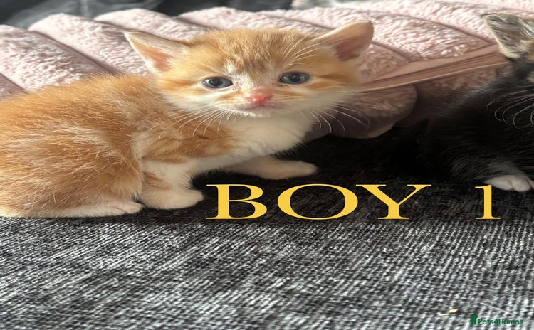 Domestic Shorthair cats - Advert 2
