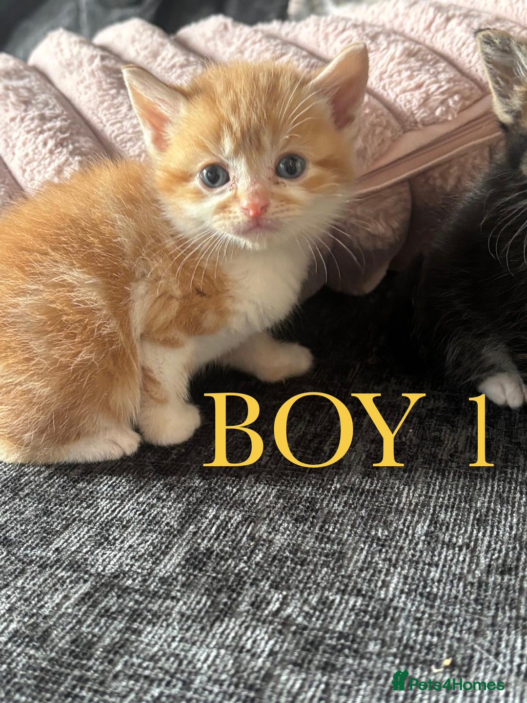 Domestic Shorthair cats for sale: Beautiful kittens  - Image 1