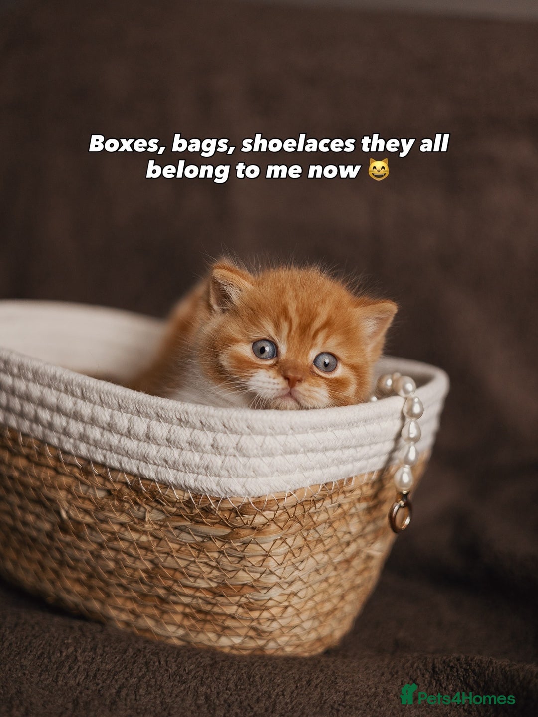 British Shorthair cats for sale: British Short and Long Hair  - Image 39