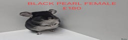 Chinchilla rodents for sale: STUNNING BABIES CHINCHILLA MIX COLOURS AND GENDER  - Advert 6