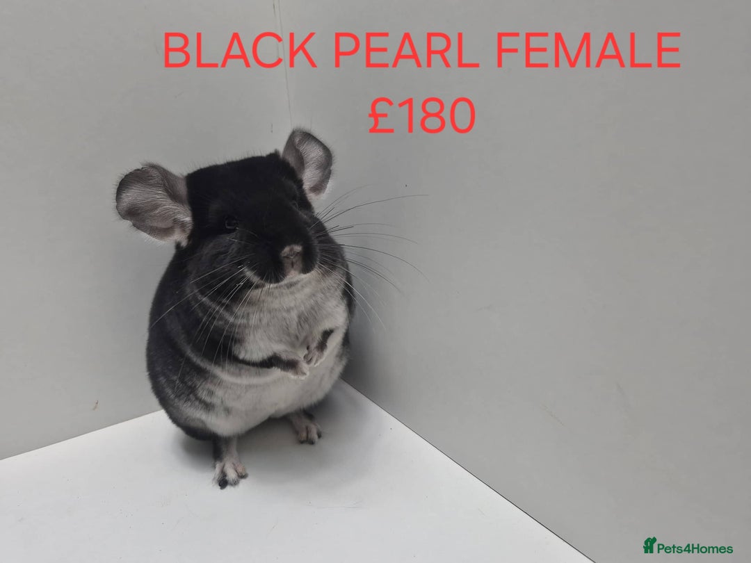Chinchilla rodents for sale: STUNNING BABIES CHINCHILLA MIX COLOURS AND GENDER  - Advert 6