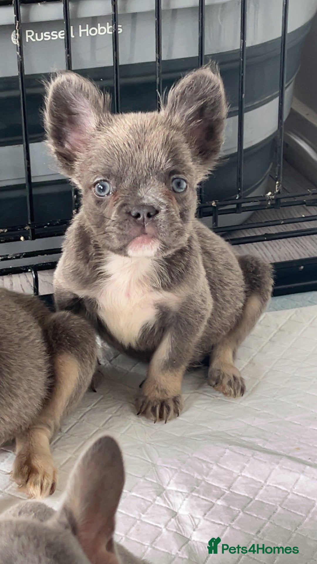 French Bulldog dogs for sale: Quality health clear fluffy French bulldogs  - Image 2