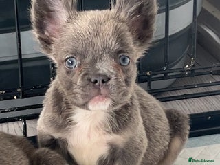French Bulldog dogs - Advert 3