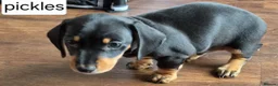 Miniature Dachshund dogs for sale: 1 puppy minature dachshund boy avaliable - Advert 4