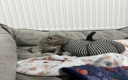Ragdoll cats for sale: Ragdoll x main coon x British shorthair mix  - Image 20