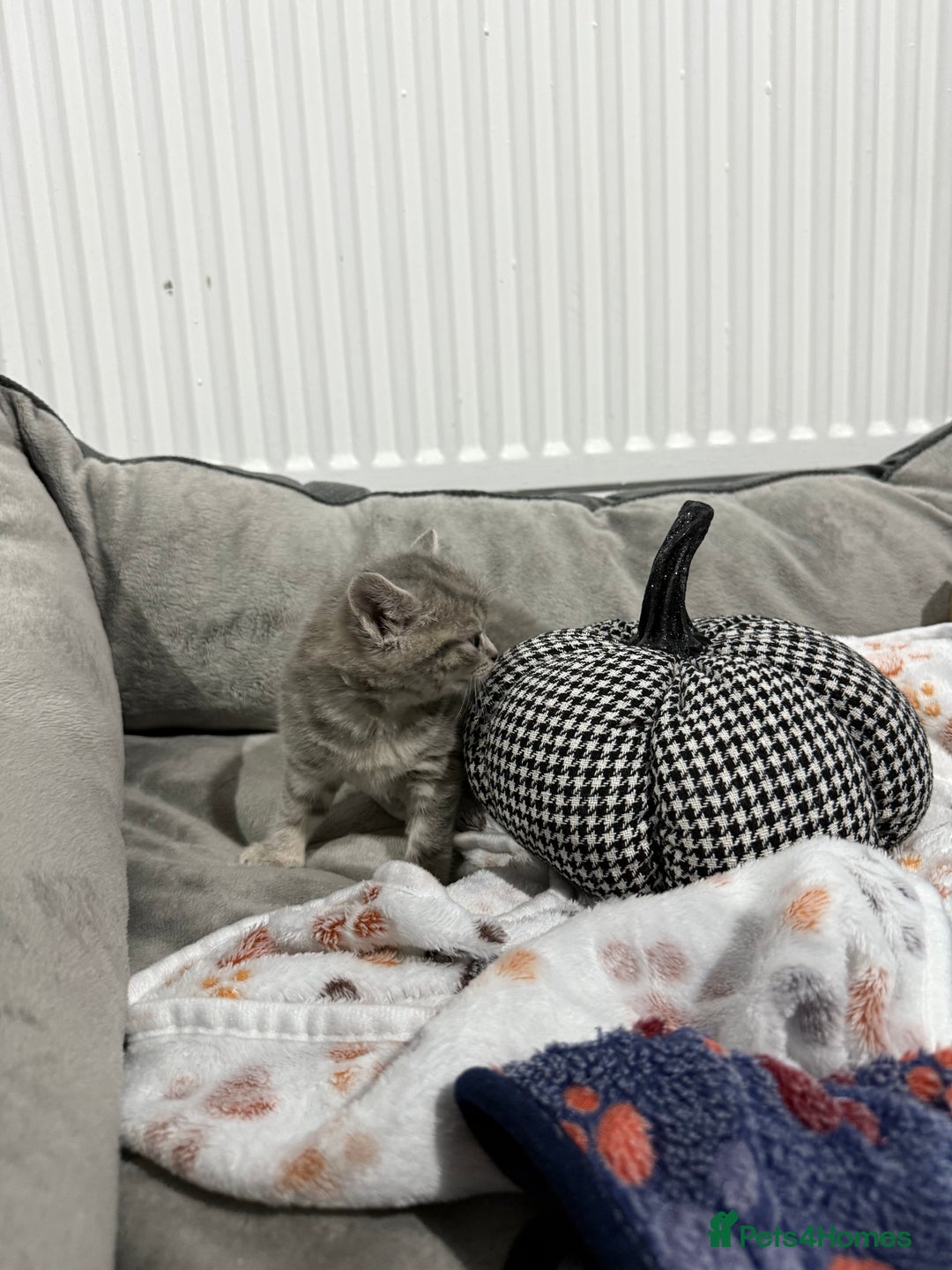 Ragdoll cats for sale: Ragdoll x main coon x British shorthair mix  - Image 20