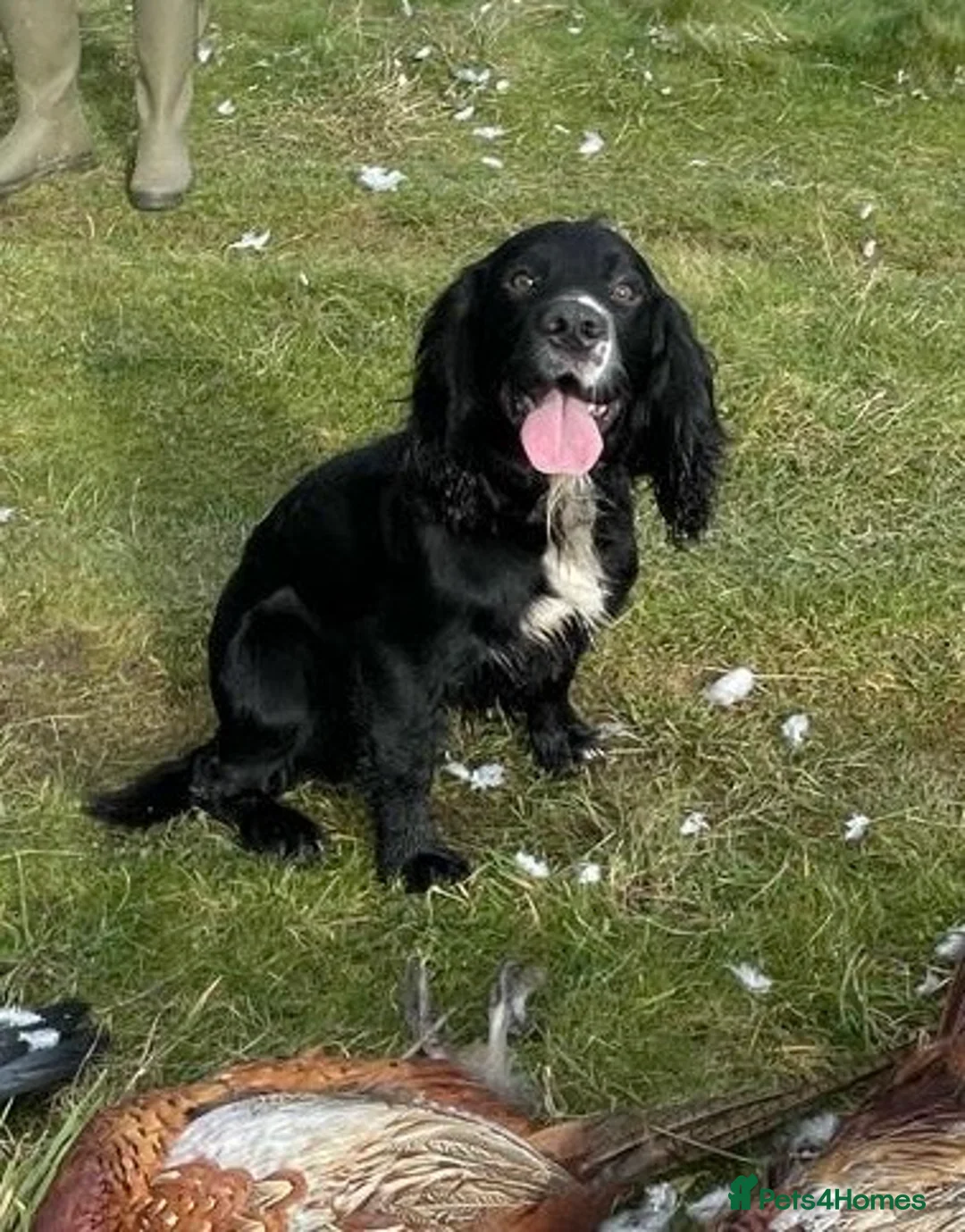 Sprocker dogs for sale: Beautiful Working Sprocker Spaniel Pups – Last Two in Andover - Advert 7