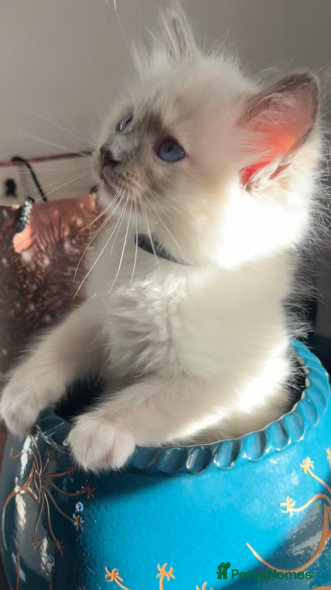 Ragdoll cats for sale: 3 Ragdoll kittens  - Advert 2