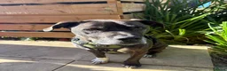 Mixed Breed dogs for sale: Mali, 7 year old staffie cross!  - Advert 6