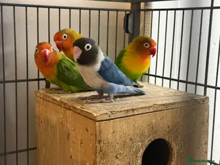 Lovebirds birds Lovebirds - Advert 1