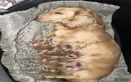 Miniature Dachshund dogs for sale: Long Haired Cream Miniature Dachshund - Image 7