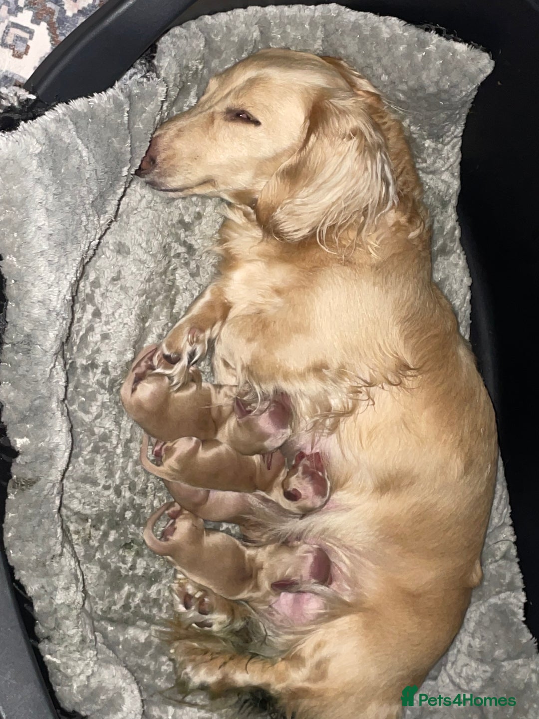 Miniature Dachshund dogs for sale: Long Haired Cream Miniature Dachshund - Image 7