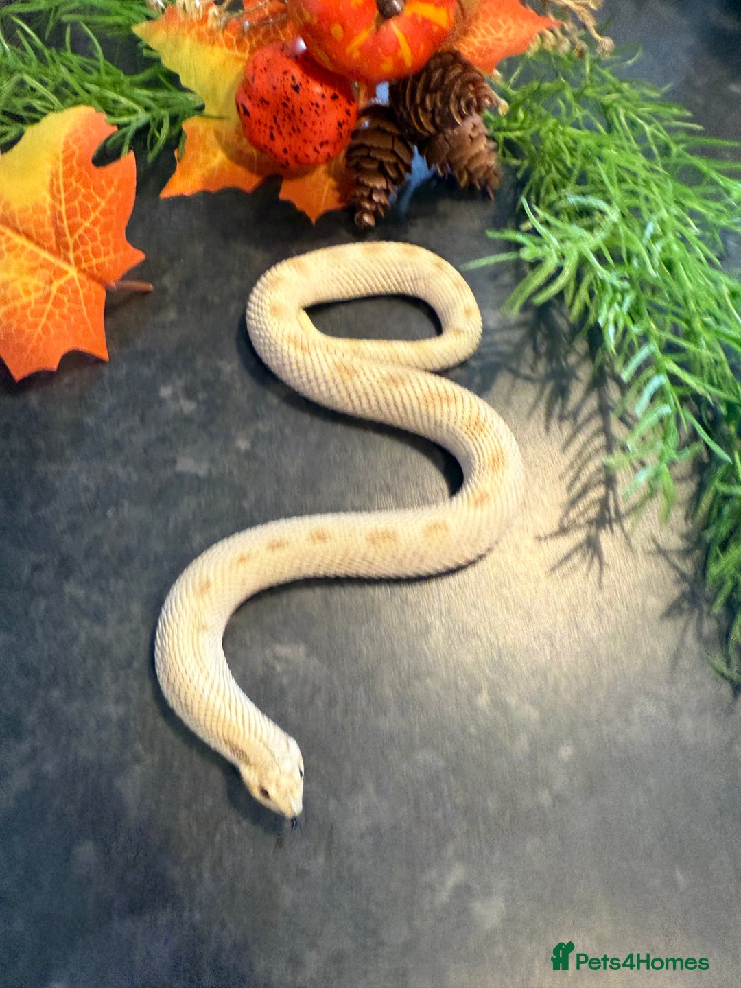 Snake reptiles for sale: Cb25 Hognose snakes AMAZING  - Image 16