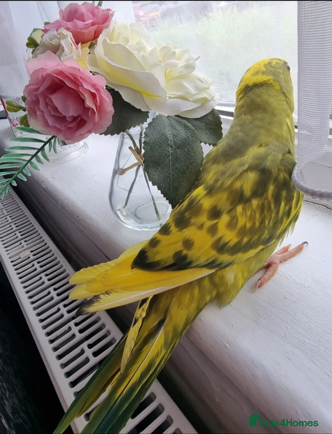 Ringnecks birds for sale: Beautiful female ringneck  - Advert 7