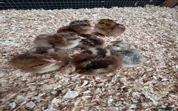 Chickens poultry for sale: Welsummer and Cream Legbar Chicks  - Image 4