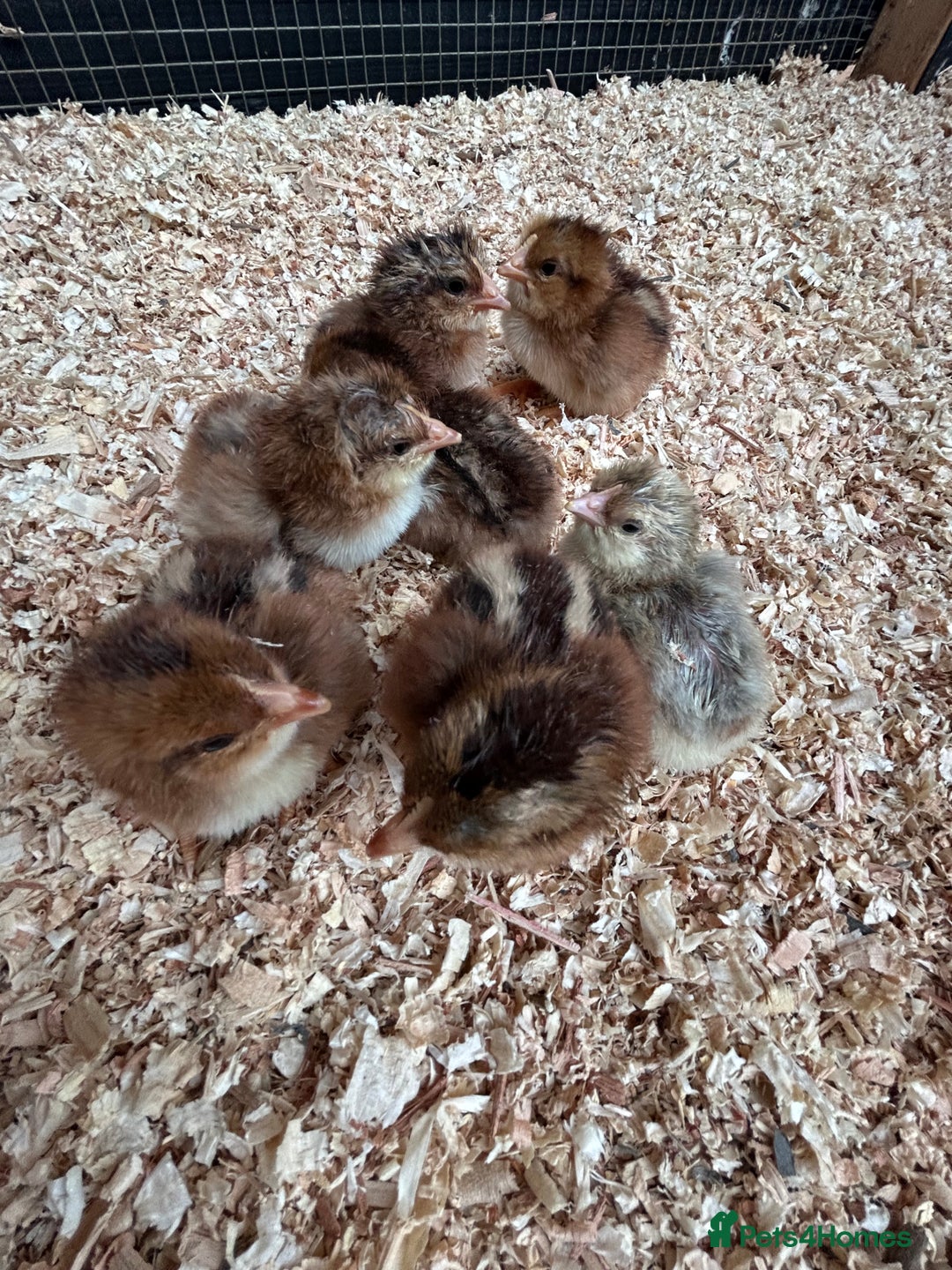 Chickens poultry for sale: Welsummer and Cream Legbar Chicks  - Image 4