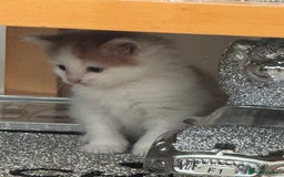 Domestic Shorthair cats for sale: 7 kittens ready to go 21 September  - Image 14