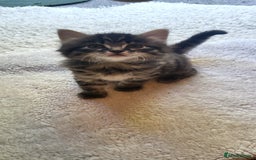 Mixed Breed cats for sale: Lovely kittens Looking for new Homes  - Image 31