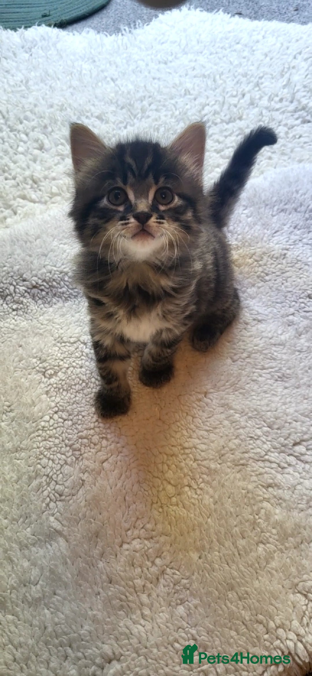 Mixed Breed cats for sale: Lovely kittens Looking for new Homes  - Image 31