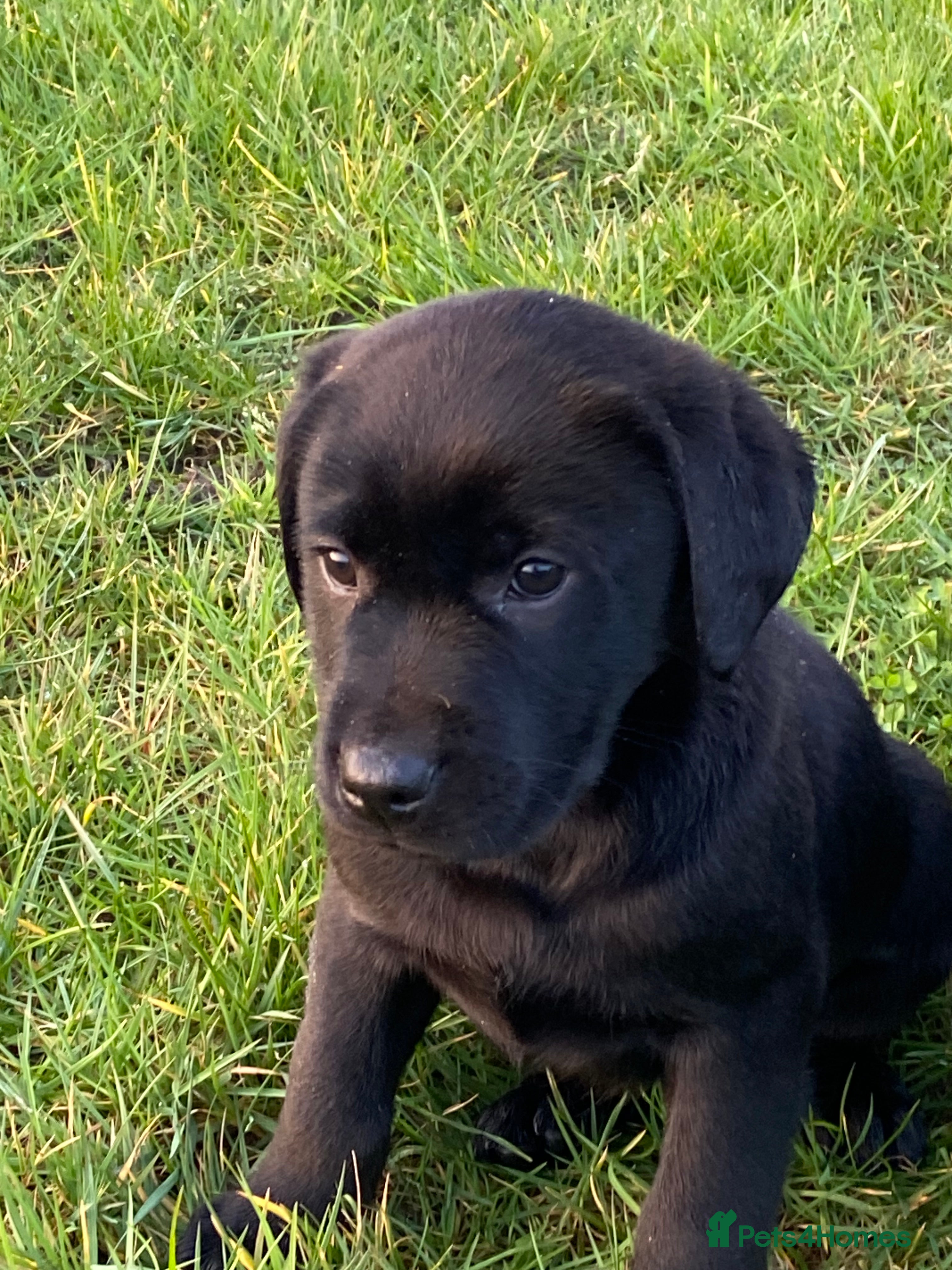 Labrador Retriever dogs Labrador puppy - Advert 1