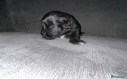 Zuchon dogs for sale: Shihzu x Bichon x Westie - Image 26