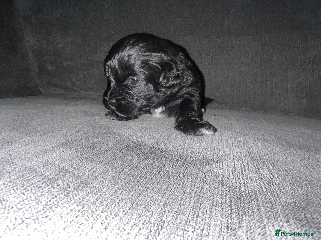 Zuchon dogs for sale: Shihzu x Bichon x Westie - Image 26