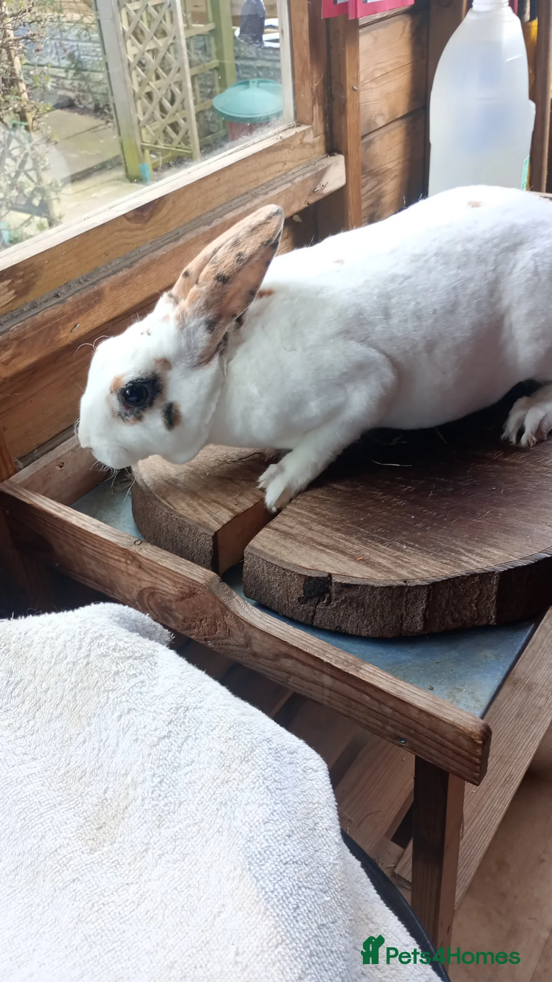 Rex rabbits for sale: Attractive Mini Rex Rabbits - Advert 4