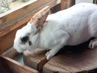 Rex rabbits Attractive Mini Rex Rabbits - Advert 10