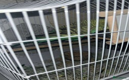 Budgerigars birds for sale: EXIBITION BUDGIE - Image 1
