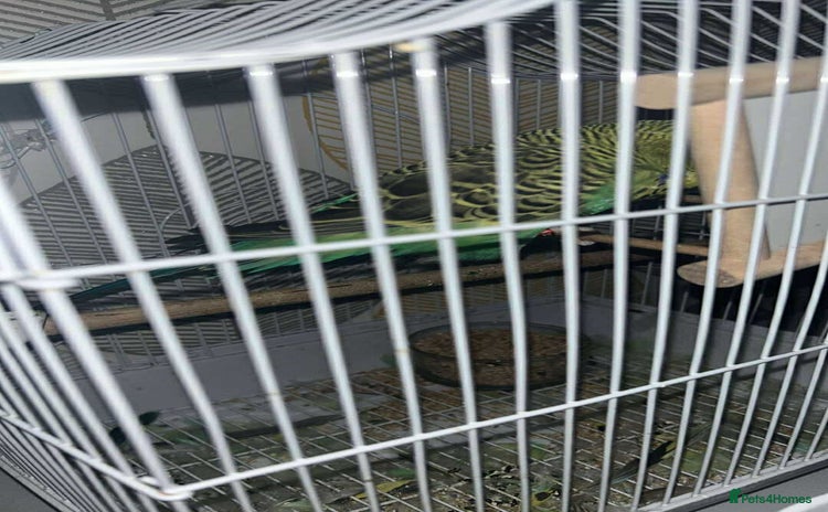 Budgerigars birds - Advert 1