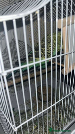 Budgerigars birds - Advert 3