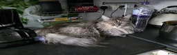 Maine Coon cats for sale: Cleo - Maine Coon - Looking for a loving home. - Advert 10