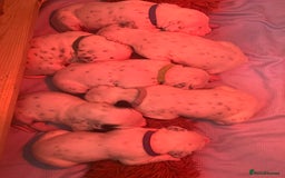 Dalmatian dogs for sale: Beautiful KC registered litter of dalmations  - Image 10