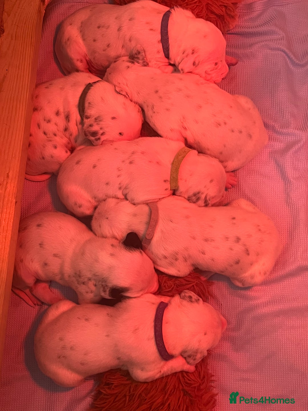 Dalmatian dogs for sale: Beautiful KC registered litter of dalmations  - Image 10