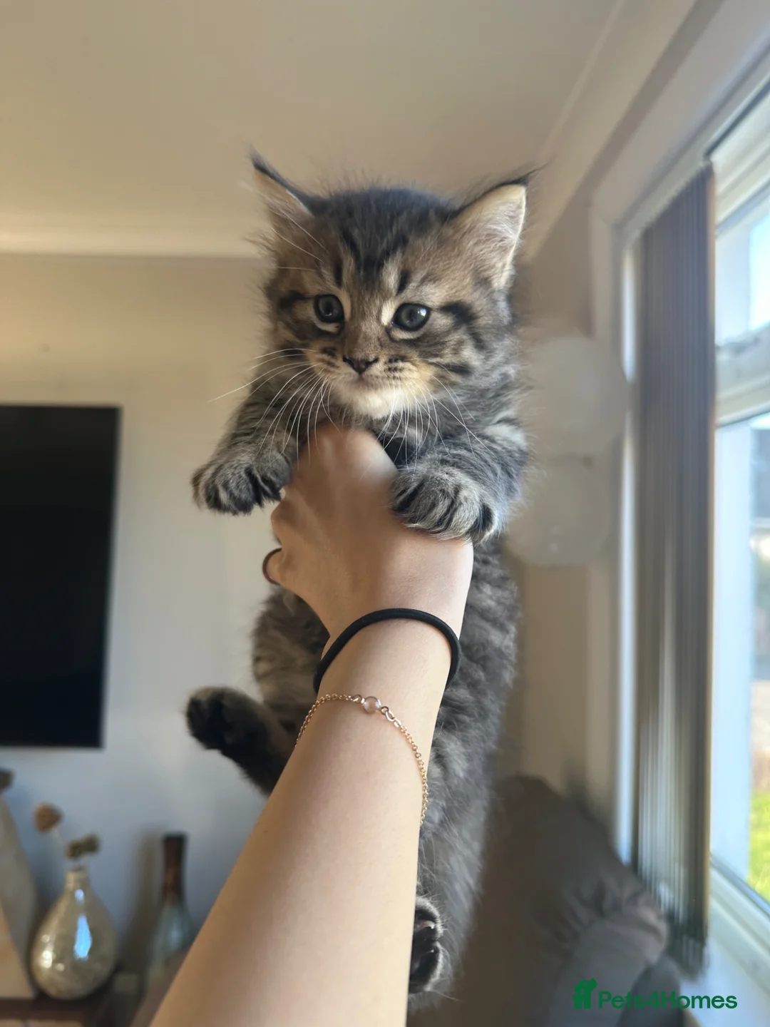 Ragdoll cats for sale: beautiful ragdoll babies for sale!!  - Advert 2