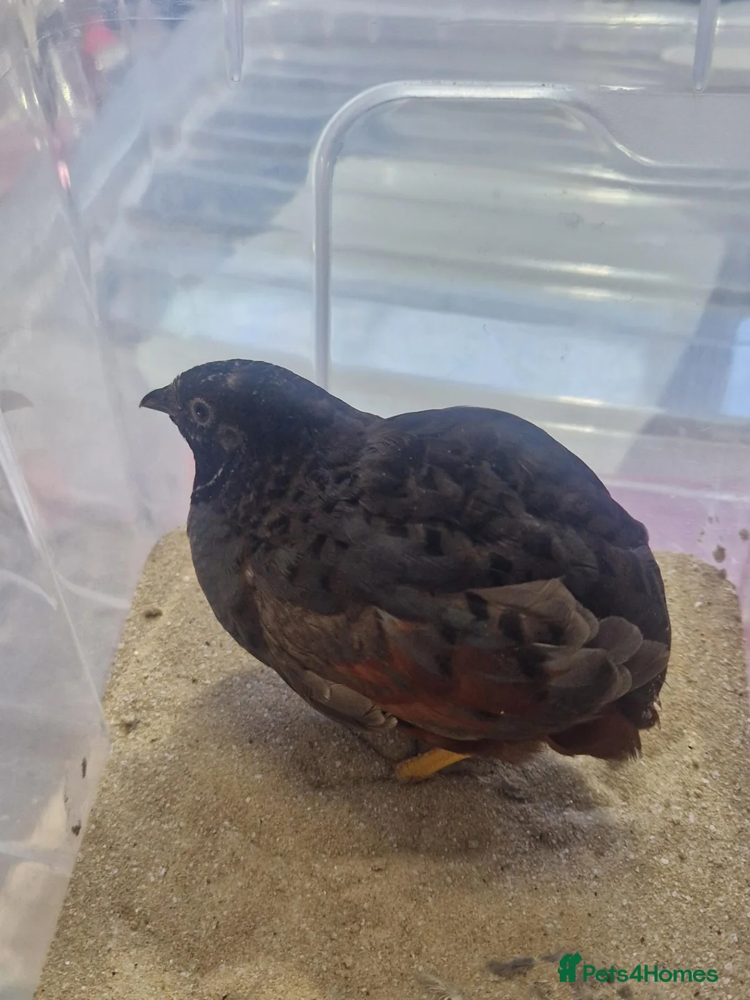 Quail poultry for sale: Male button quails, mixed ages in Bicester - Advert 2