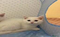 Ragdoll cats for sale: British Shorthair Cross Ragdoll Kittens  - Advert 11