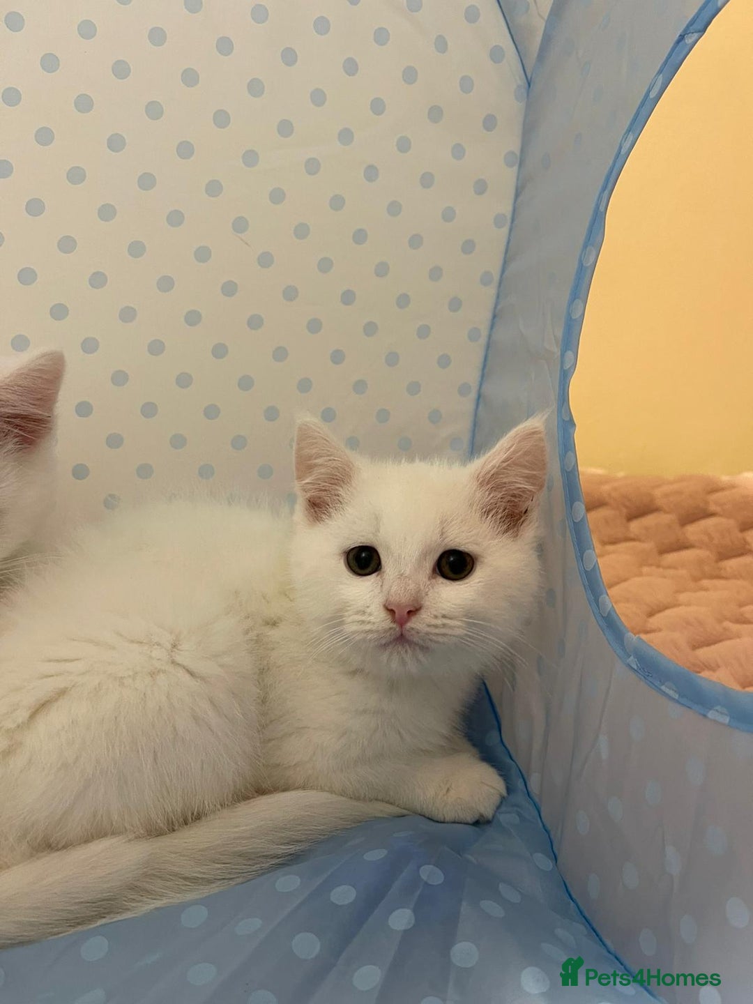 Ragdoll cats for sale: British Shorthair Cross Ragdoll Kittens  - Advert 11