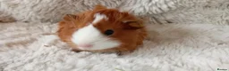 Guinea Pig rodents for sale: 1 boy 6 girls - Advert 7