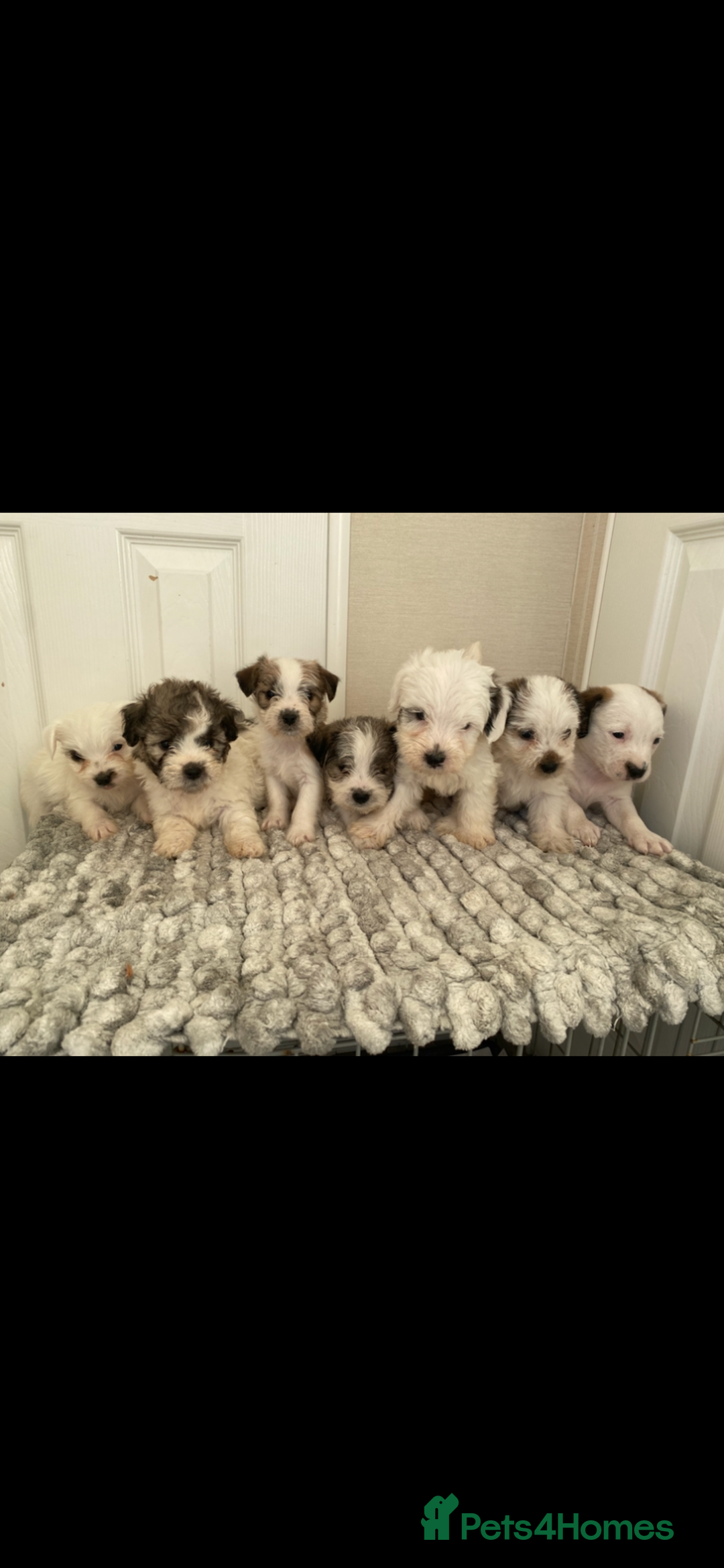 Jack Russell dogs for sale: Jack Russell x parson terrier - Advert 2