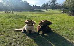 Cocker Spaniel dogs for stud: KC Reg Show Cocker Spaniel- Extensively DNA tested in Warrington - Image 21