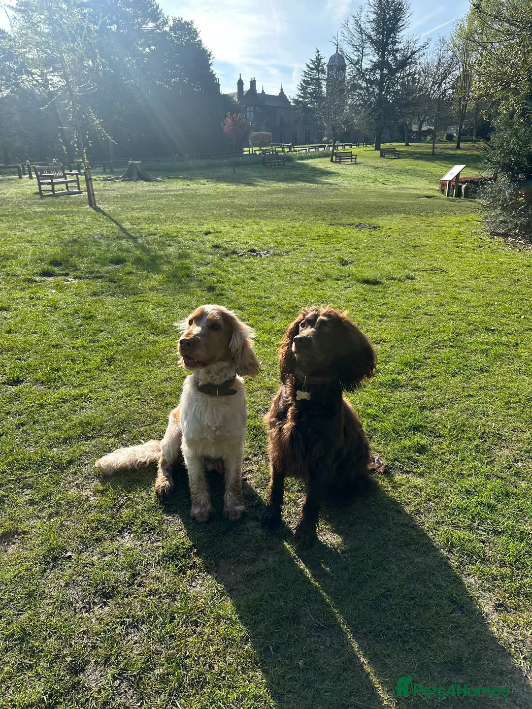 Cocker Spaniel dogs for stud: KC Reg Show Cocker Spaniel- Extensively DNA tested in Warrington - Advert 26