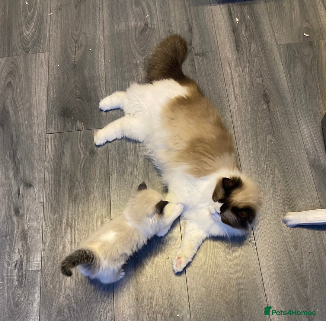Ragdoll cats for sale: Stunning Ragdoll kittens available now - Advert 17