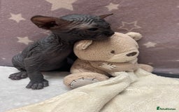 Sphynx cats for sale: 3 beautiful GIRlS available ❤️  - Image 17